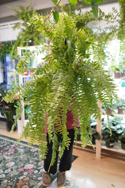 Polystichum munitum (Sword Fern)