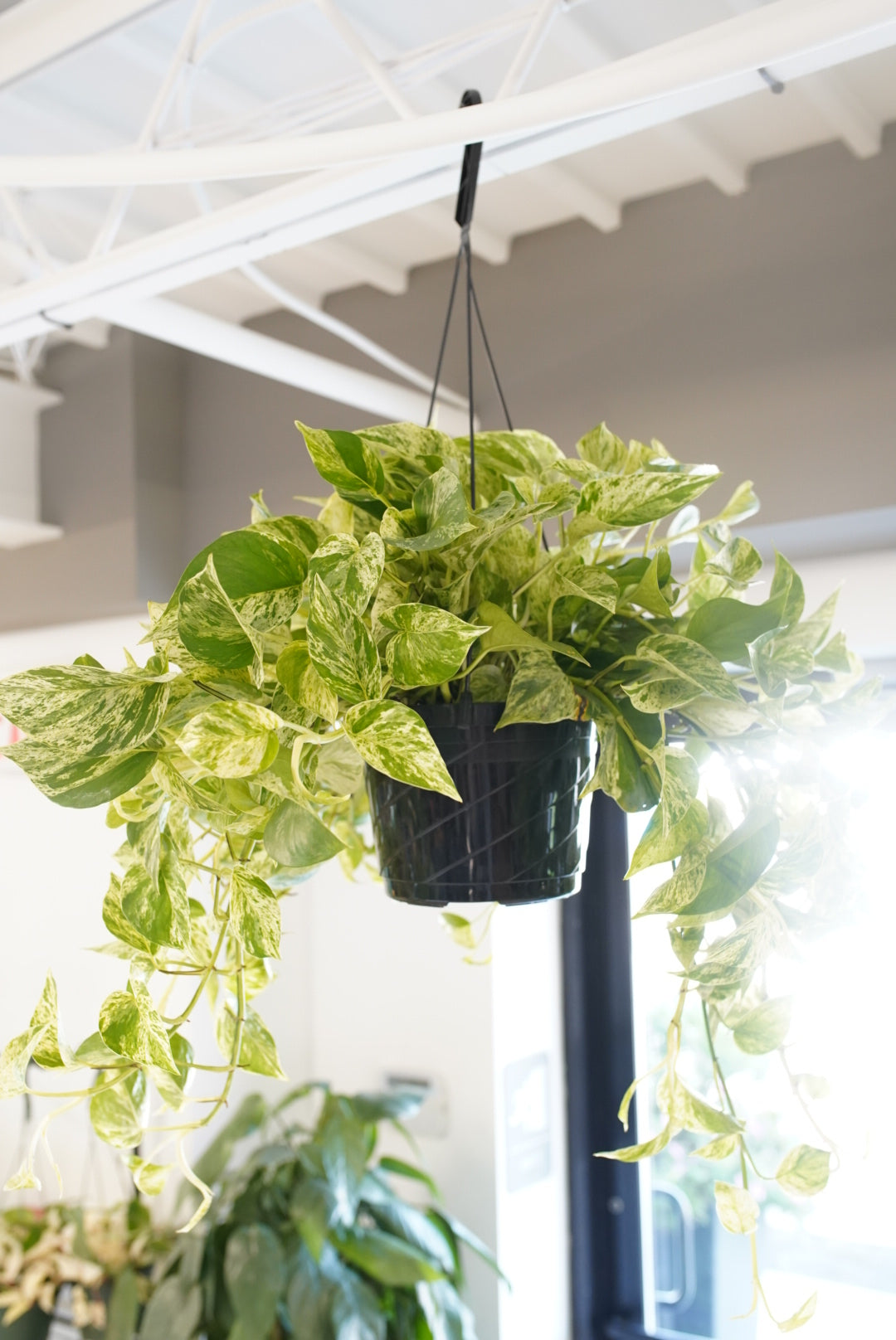 Epipremnum aureum 'Marble Queen' Pothos