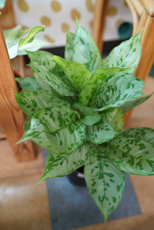 Aglaonema Peacock
