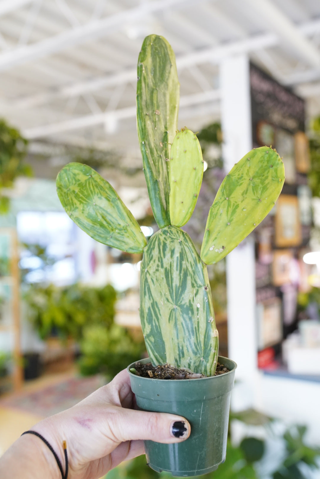 Variegated Opuntia Prickly Pear