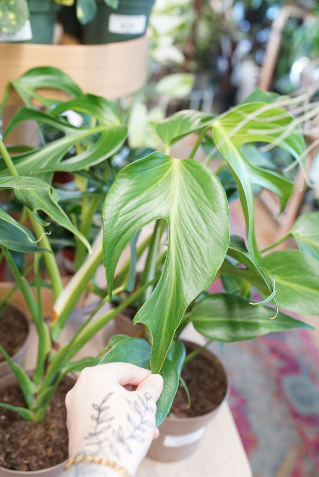 Monstera Burle Marx 'flame'
