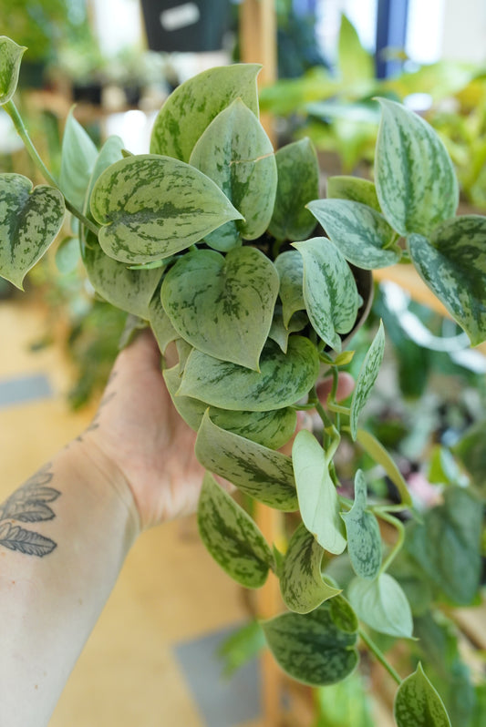 Scindapsus 'Green Anaconda'