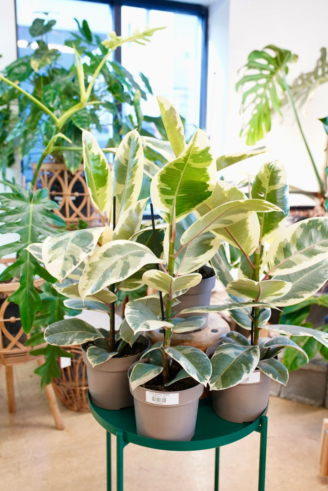 Ficus elastica ’Tineke’