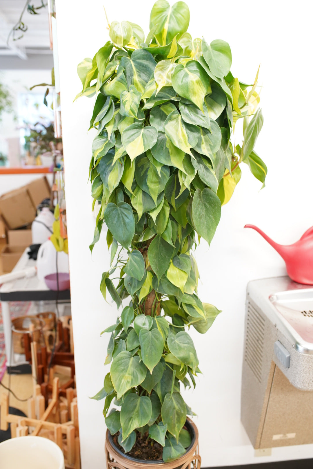 brasil philodendron nz Philodendron Brasil | Easy Indoor Live Potted Houseplant