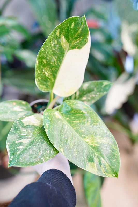 Variegated Philodendron Green Nuclear Congo (hybrid)