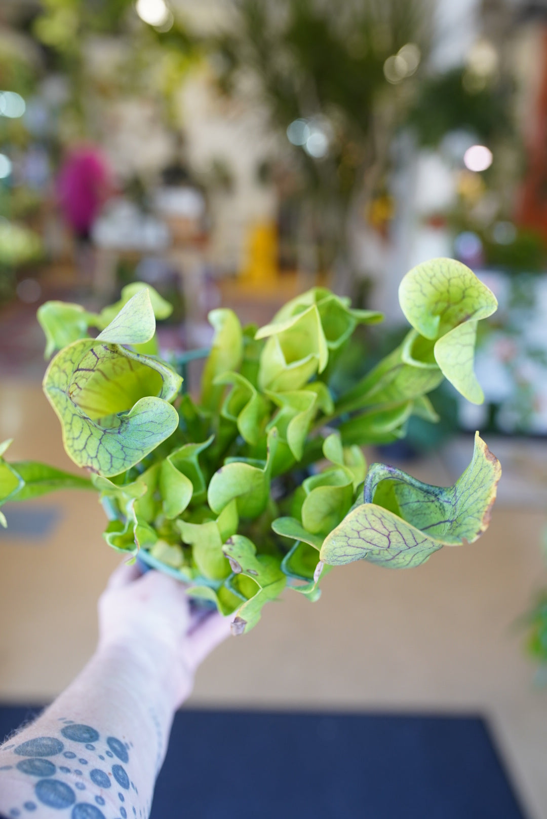 Trumpet Pitcher (Sarracenia)