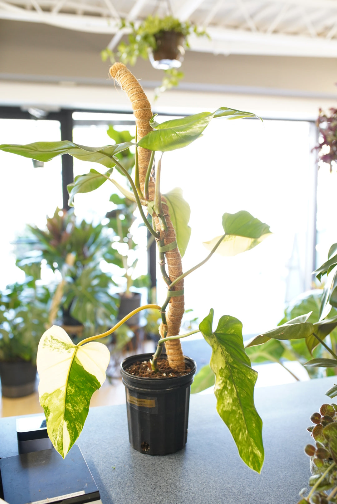 Philodendron Domesticum Variegated