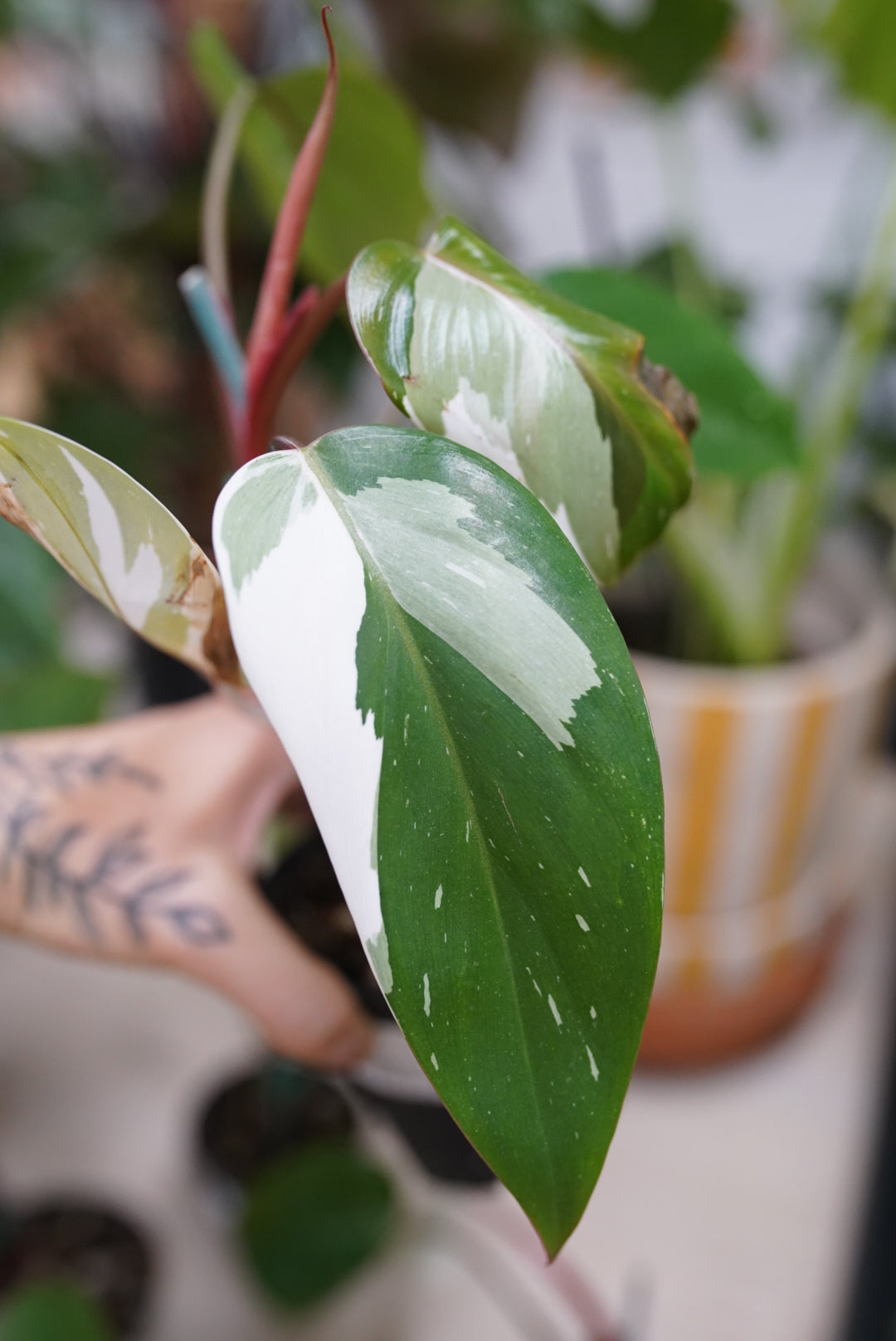 Philodendron 'Red Anderson' Variegated