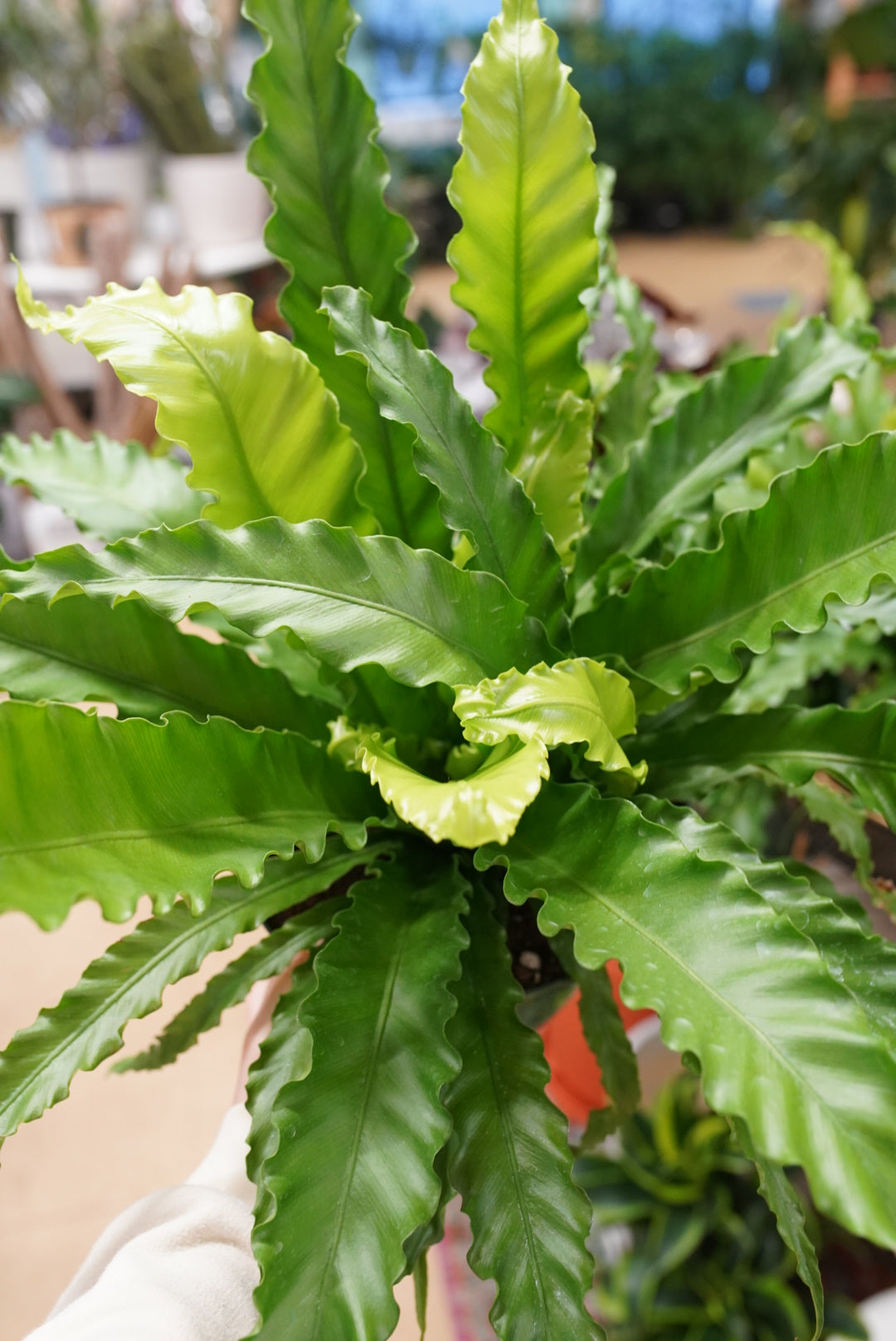 Victoria Bird's Nest Fern