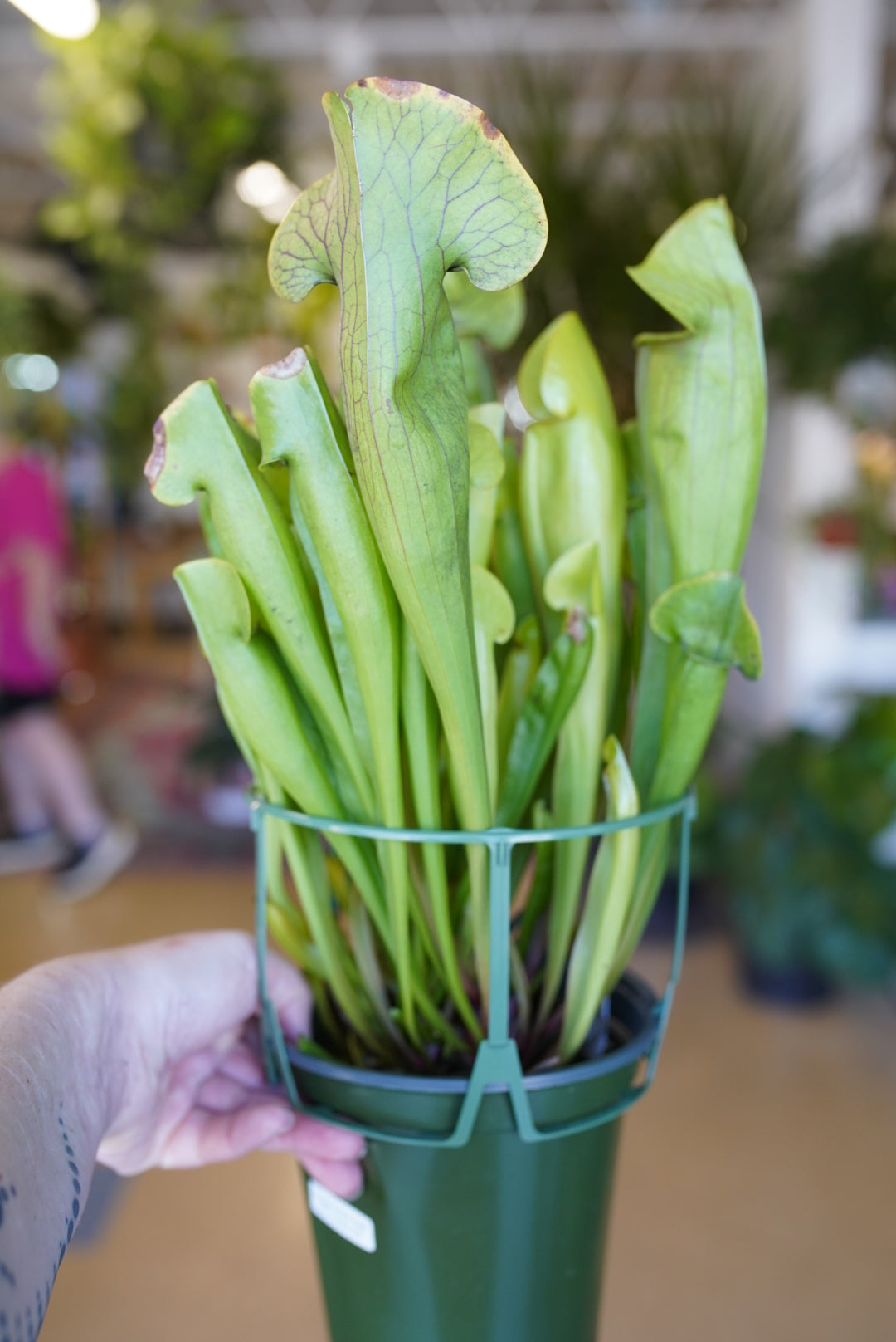 Trumpet Pitcher (Sarracenia)