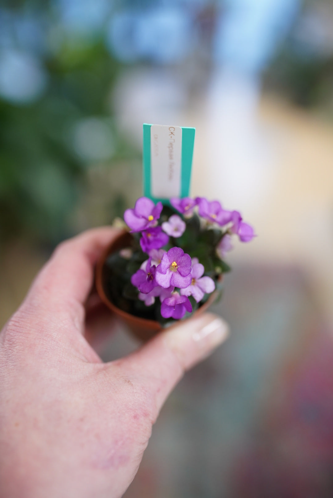 African Violet-Dwarf Variety (Assorted)