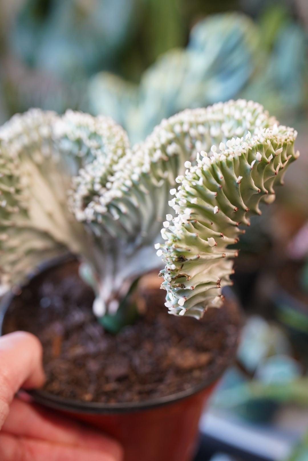 Euphorbia Lactea - Coral Cacti (grafted)