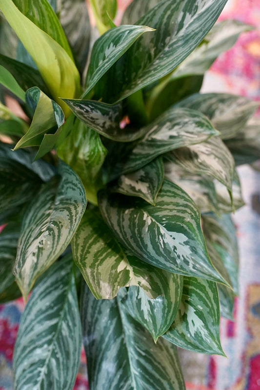 Aglaonema Moonlight Bay