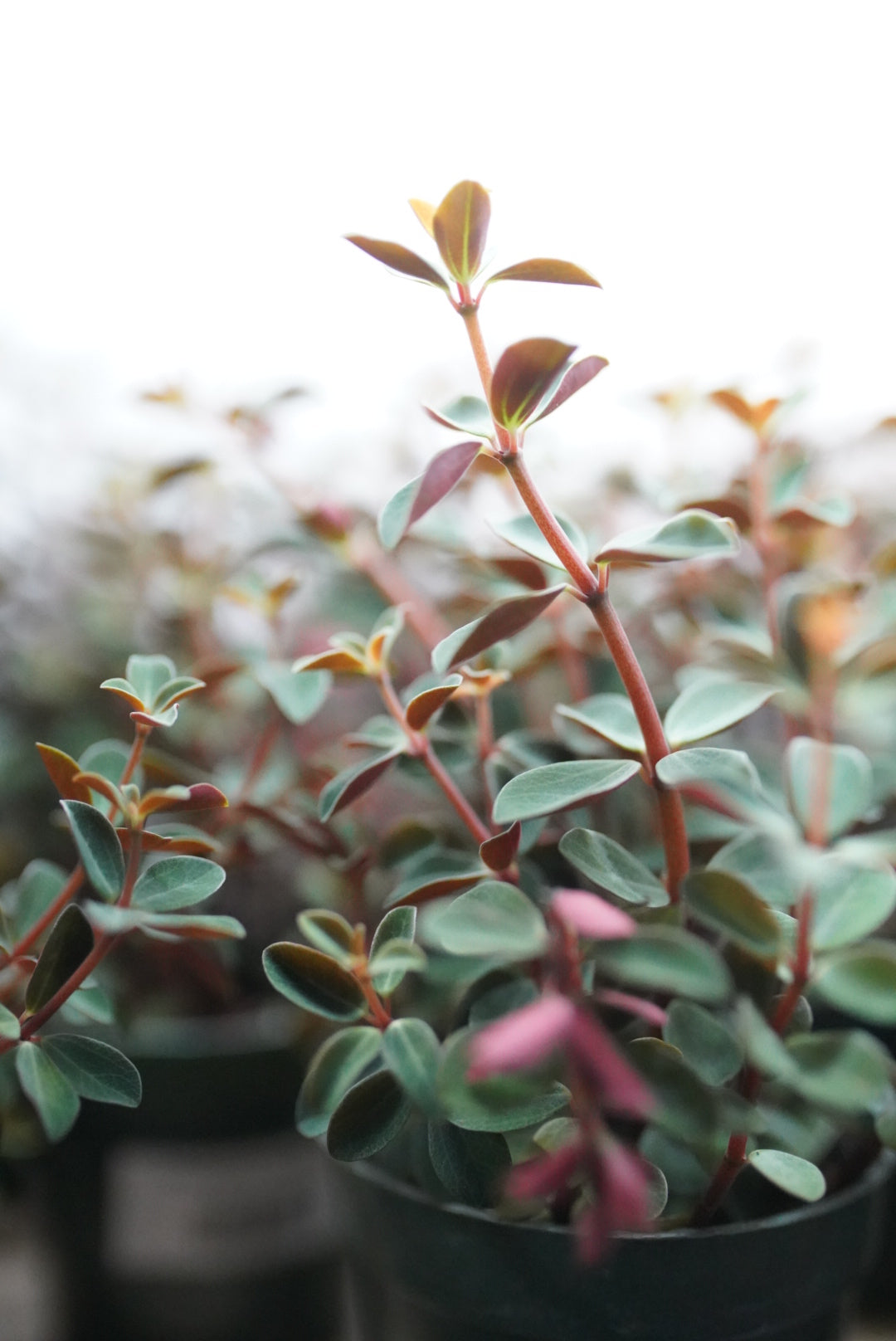 Peperomia Double Duty