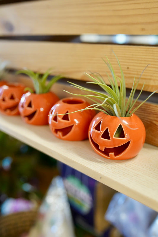 Ceramic Jack-O-Lantern Air Plant Holder