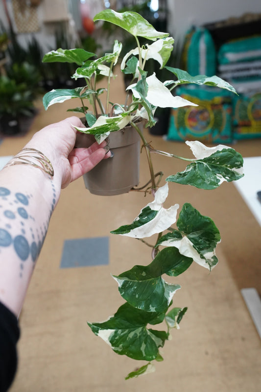 Syngonium 'Albo'