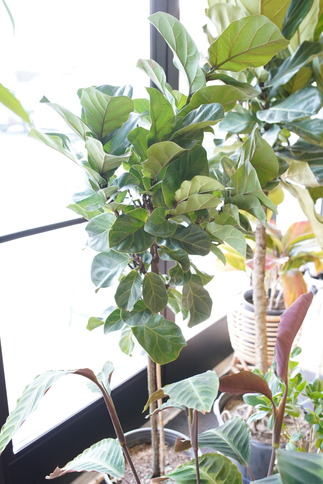 Ficus lyrata 'Fiddle Leaf Fig'