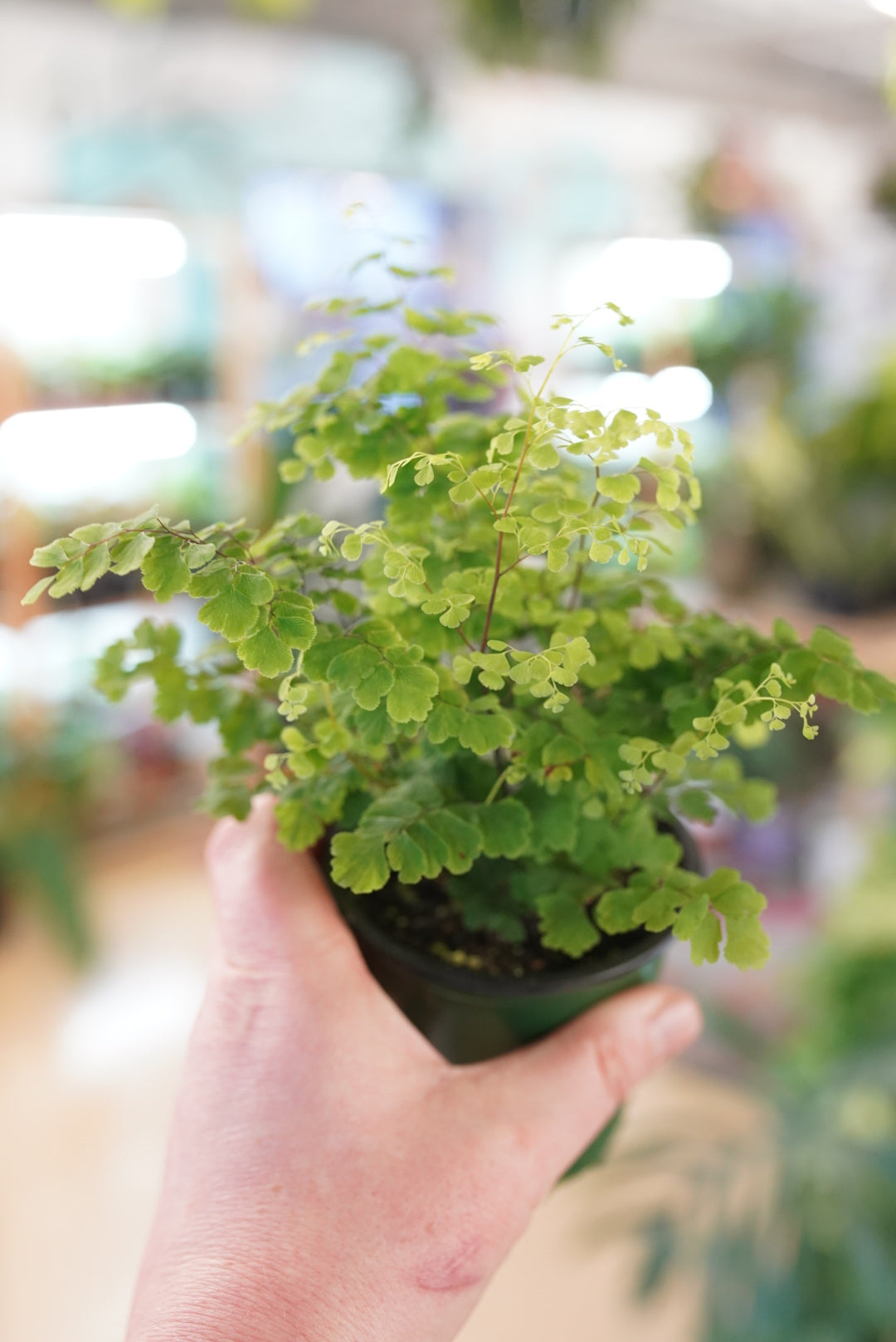 Maidenhair Fern 'fritz luthi'