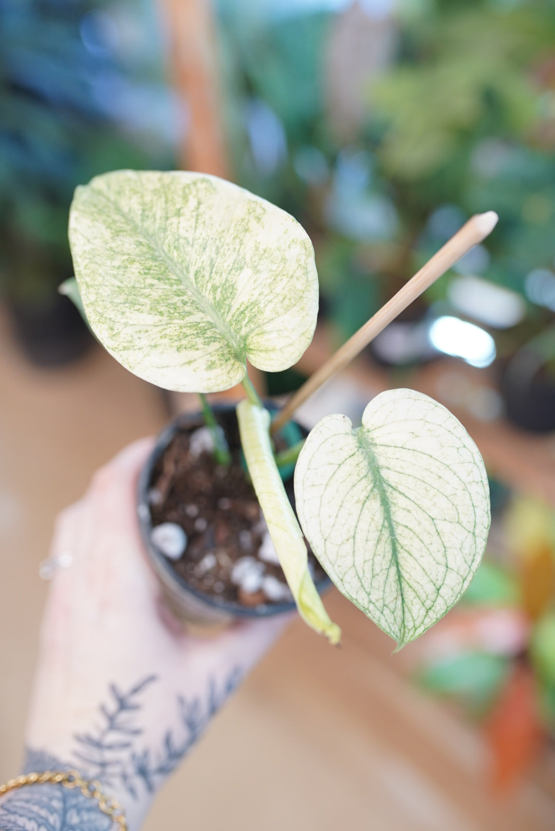 Monstera deliciosa 'Mint'