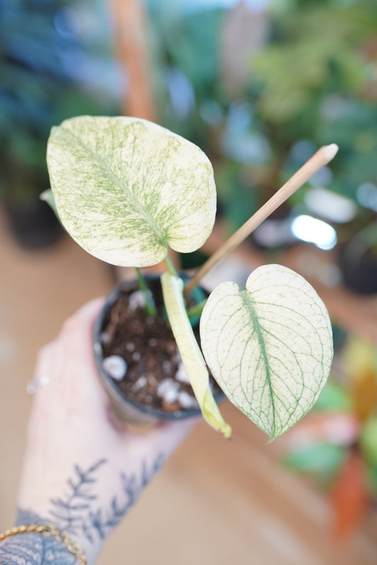 Monstera deliciosa 'Mint'