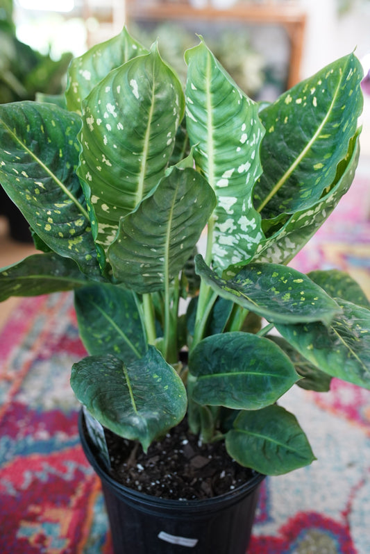 Dieffenbachia Reflector