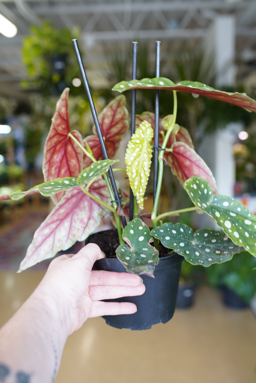 Begonia Maculata 'Polka Dot Begonia'