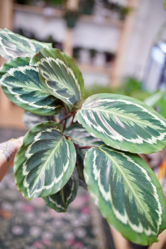 Calathea roseopicta