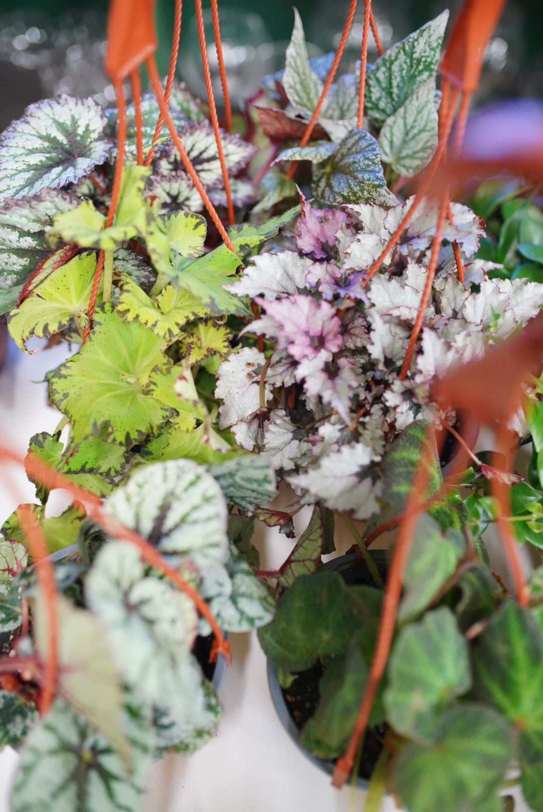 Assorted Rex Begonia