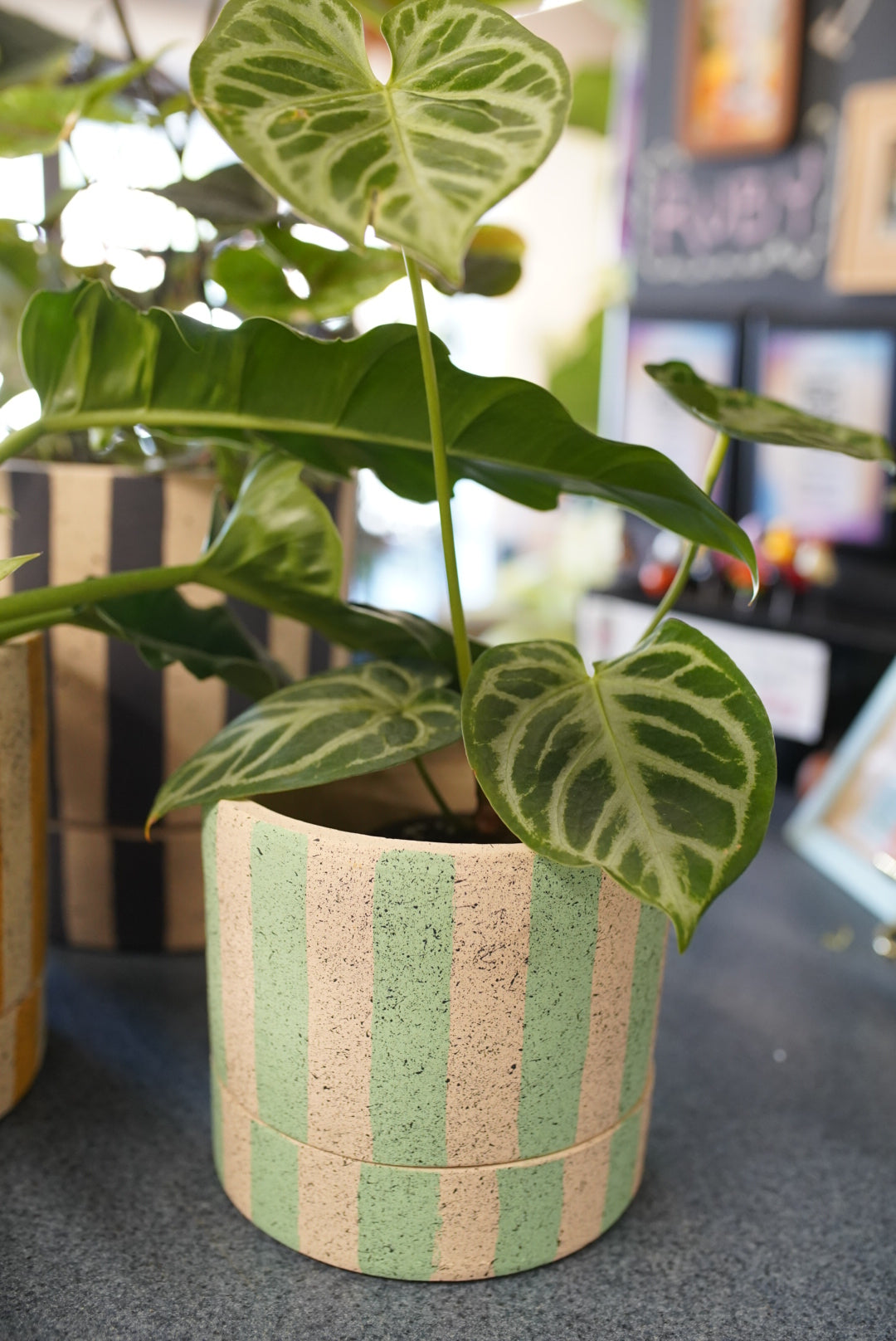 A green and white variegated houseplant in a handmade speckled pot with vertical sage green and beige stripes, set on a dark gray tabletop with a blurred background.