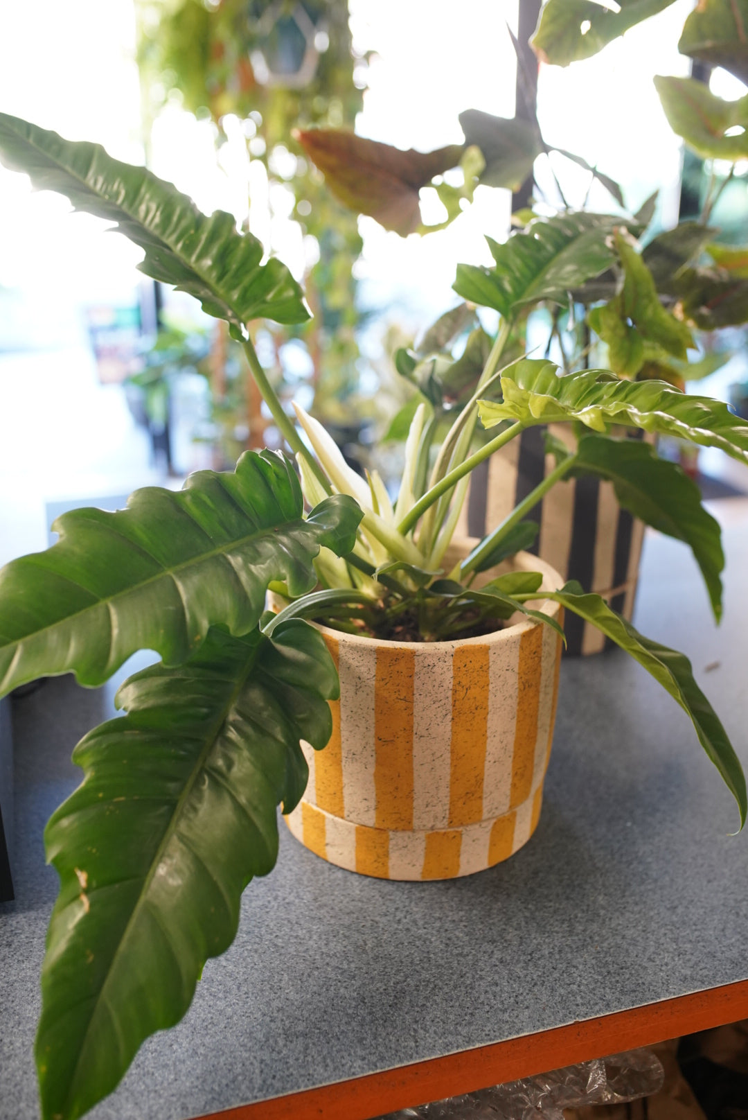 A potted houseplant with large glossy green leaves sits on a gray tabletop in a real indoor setting. The pot is yellow and white striped with a textured finish.