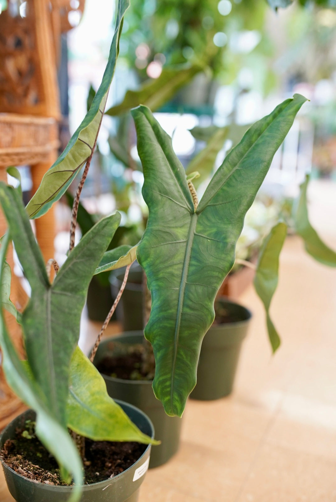 Alocasia Tigrina Superba