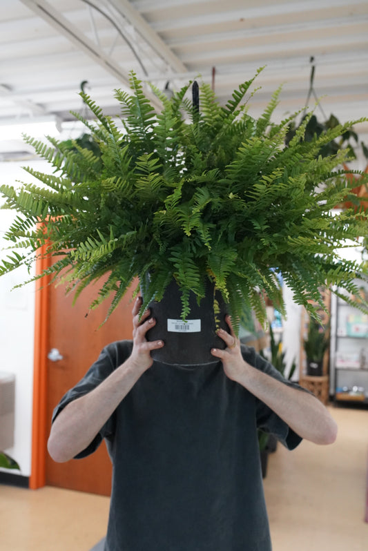 Boston Fern
