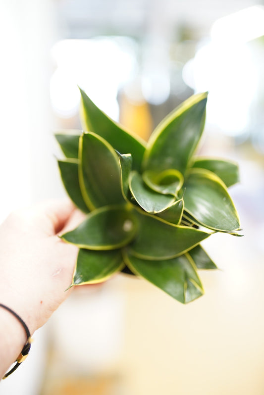 Sansevieria Emerald Star