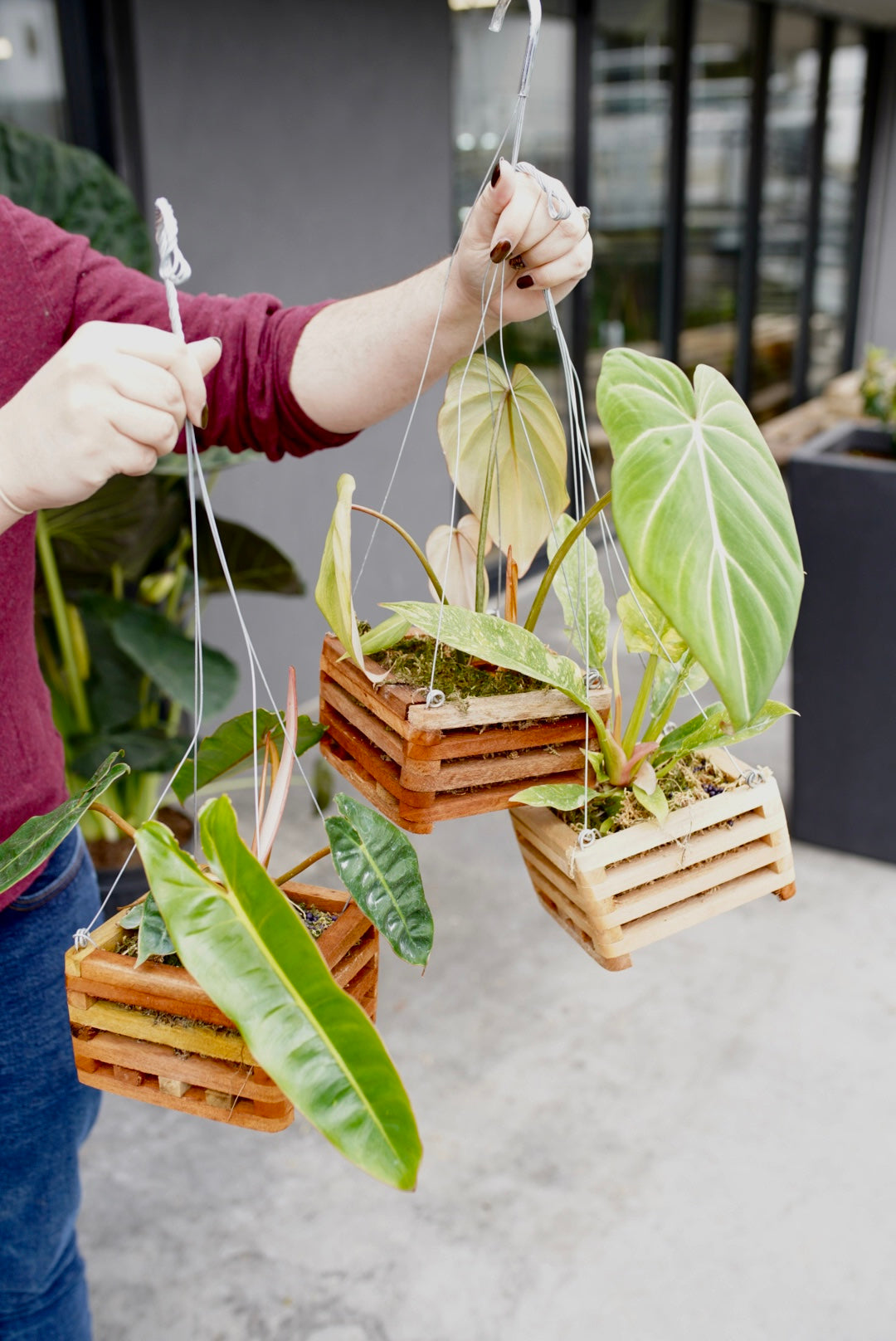 Philodendron Gloriosum