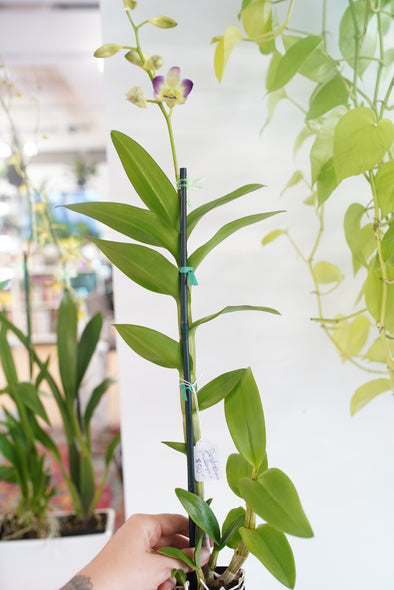 Dendrobium phalaenopsis