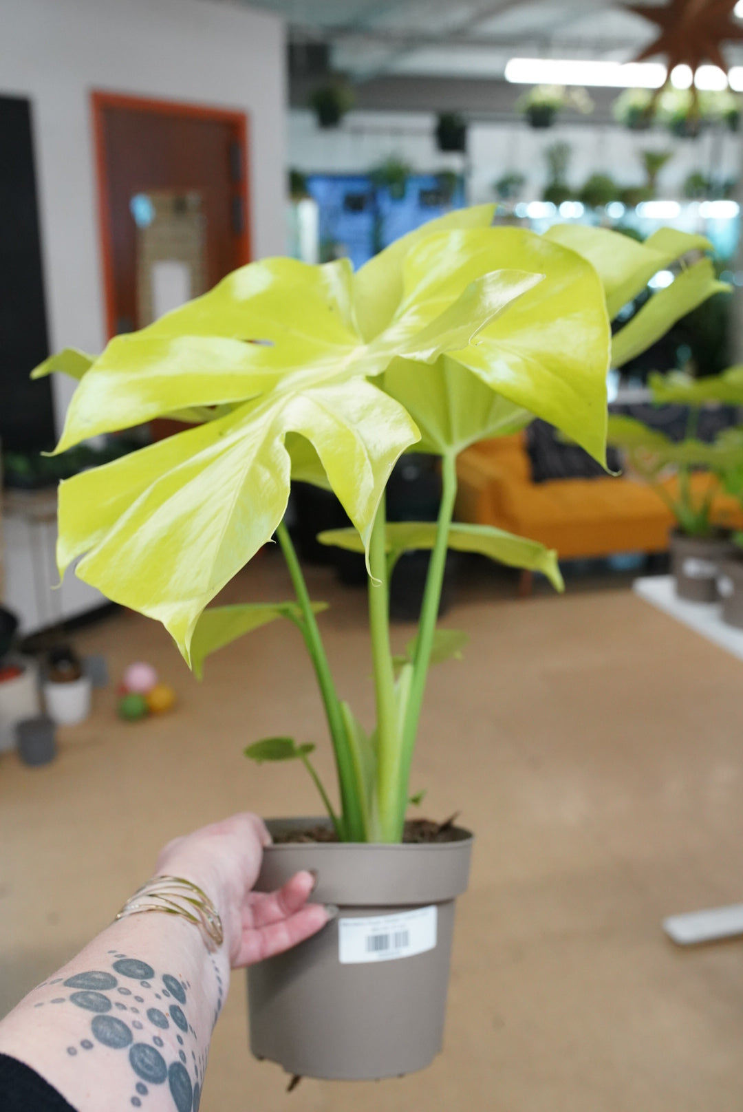 Monstera Super Golden 'Lemon Lime'