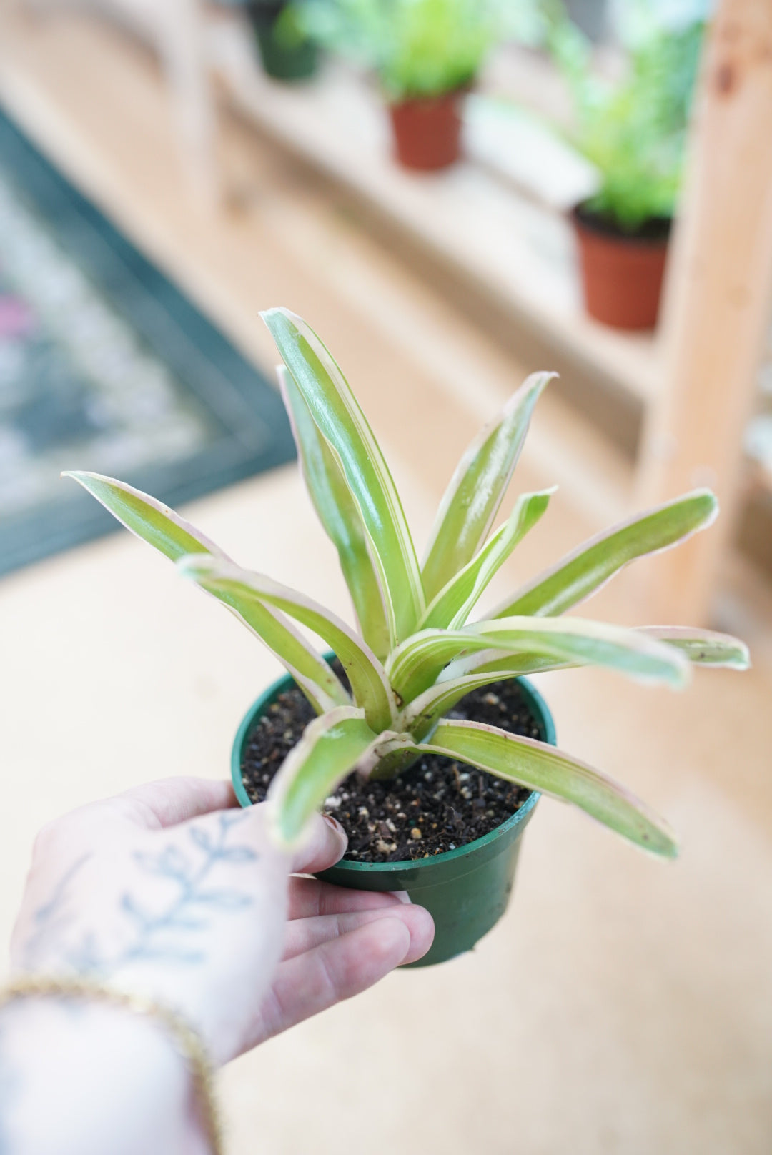 Bromeliad 'Danger'