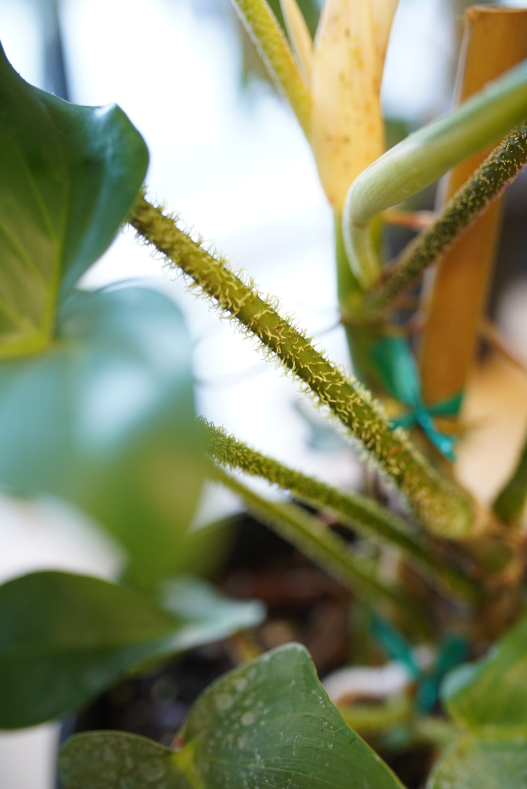 Philodendron Squamiferum