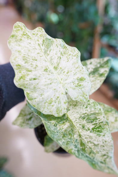 Alocasia Blizzard