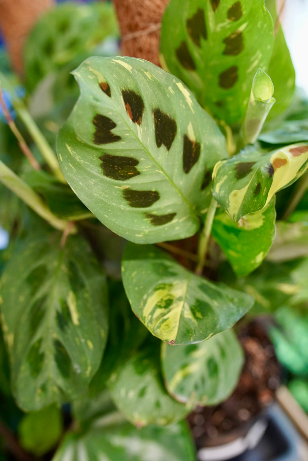 Maranta ‘Kerchoveana’ variegated