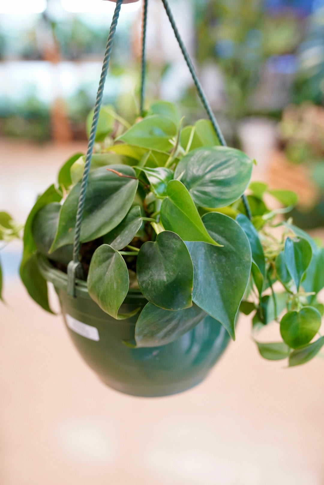 Philodendron cordatum (Heartleaf)