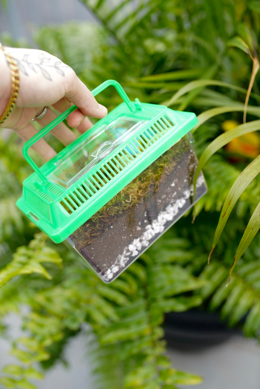 Kids Bioactive Terrarium Creating - Saturday, June 20