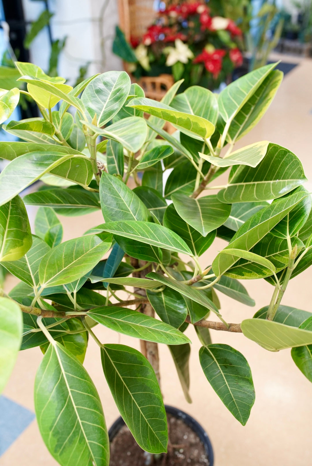 ficus altissima houseplant Ficus Altissma ‘Yellow Gem’