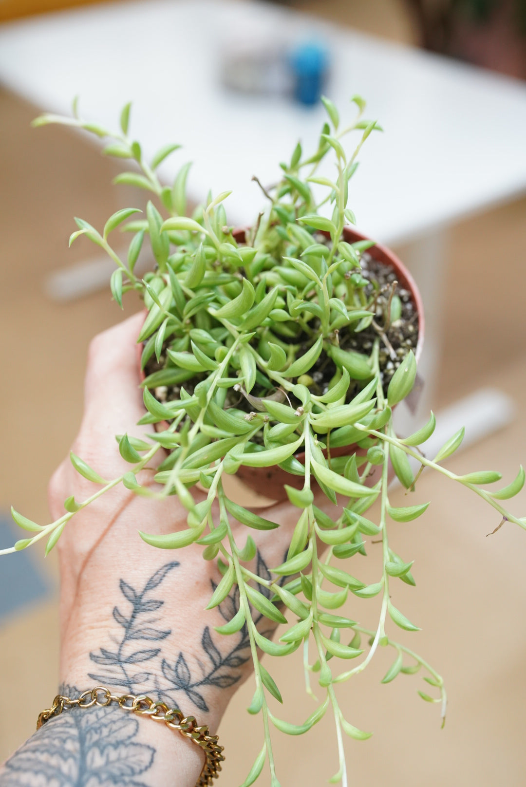 Curio radicans ' String of Bananas'