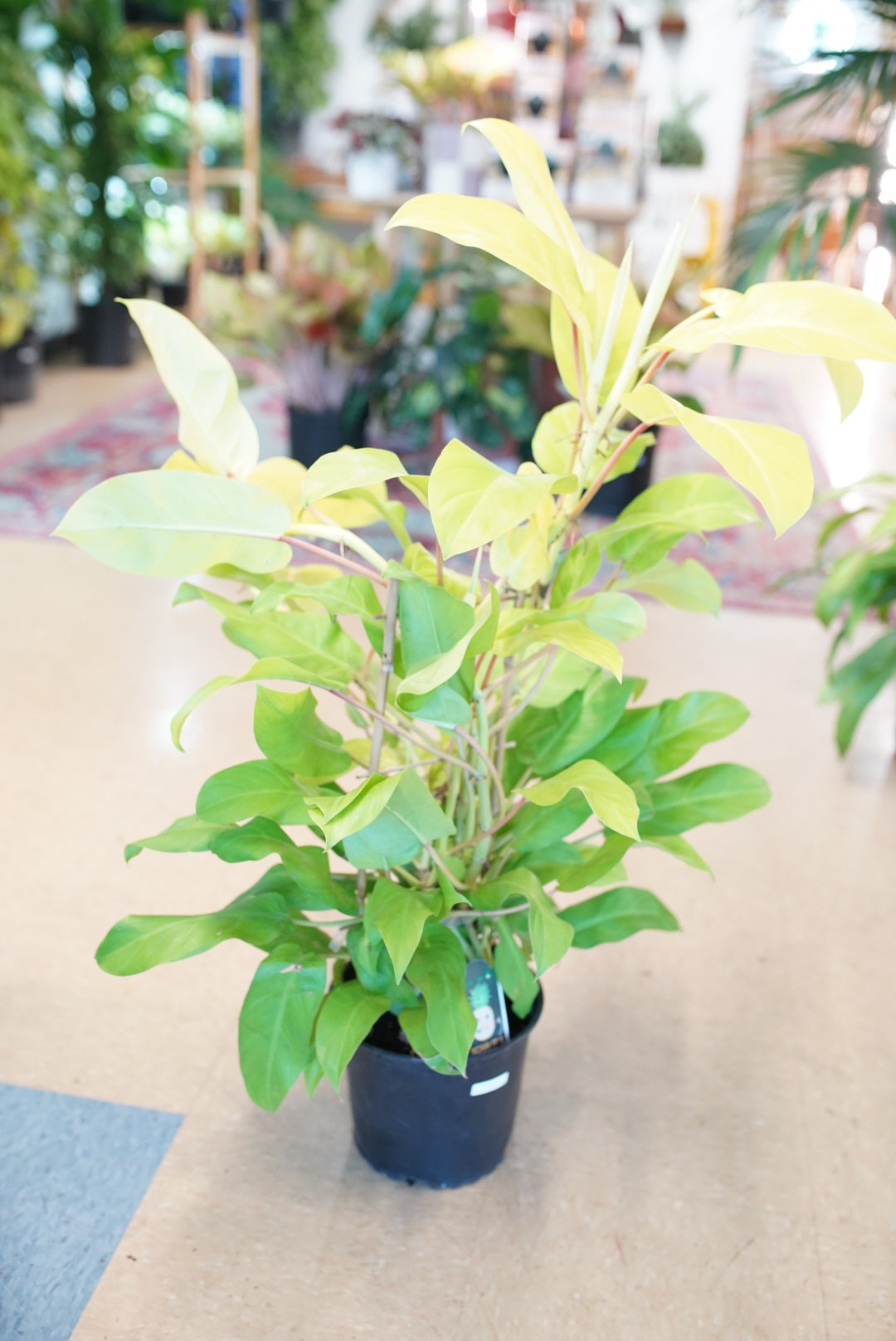 Philodendron Golden Goddess