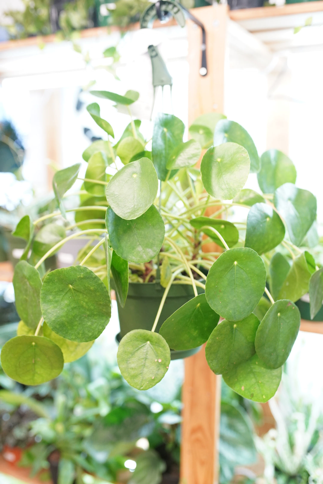 Pilea Peperomioides