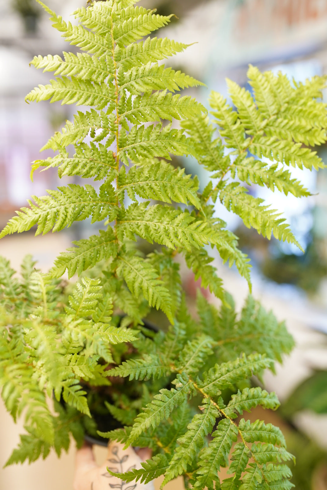 Australian Tree Fern