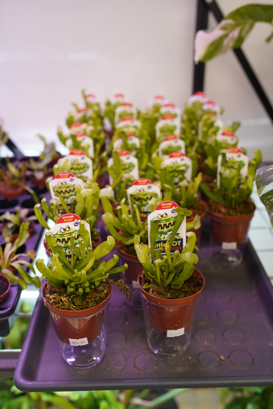 Sarracenia Pitcher Plants