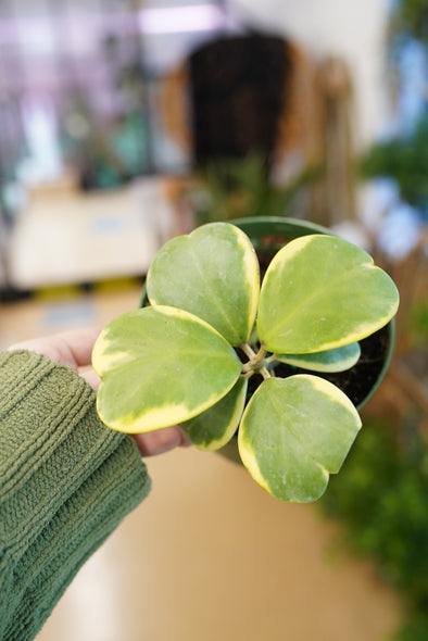 Variegated Hoya Kerrii - Full Vining Plant