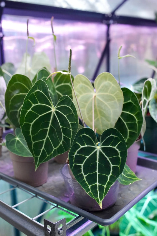 Anthurium Clarinervium